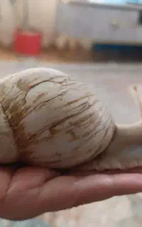 حلزون آلبینو و آچاتینا