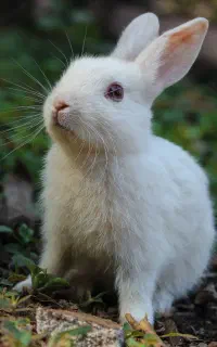 بچه خرگوش محلی