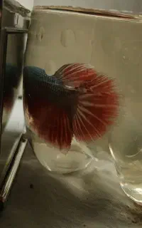 ماهی فایتر آماده برای جفت گیری مولد