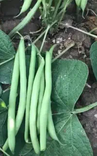لوبیا سبز