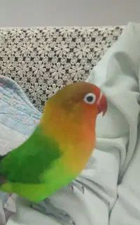 کوتوله برزیلی گمشده محدوده طفلان مسلم