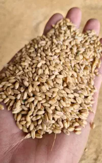 گندم درجه ساده و بذری