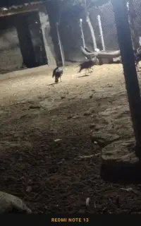 بوقلمون