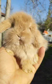 خرگوش لوپ هتکت عروسکی