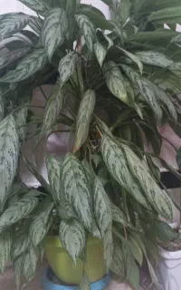 گل طبیعی