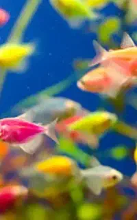 پخش عمده ماهی کالر ویدو و فایتر و زبرا