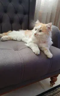 واگذاری گربه  ۲ ساله نر