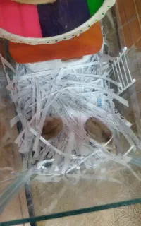همستر خانگی مولدمعاوضه با عروس هلندی