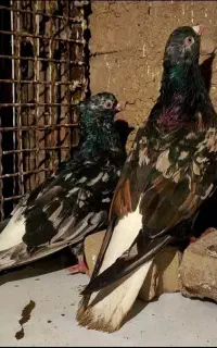 کفتر سرور دمسفید