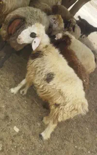 سه راس میش سرحال