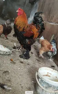 خروس زیبا ودرشت