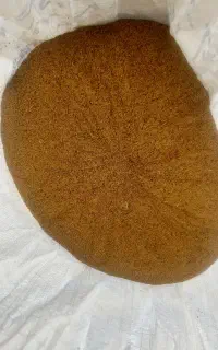 بذر یونجه