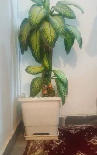گل دیفن خیلی بزرگ وسرحال
