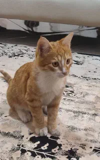 بچه گربه دوستداشتنی خونگی