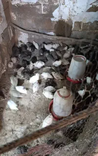 جوجه بلدرچین