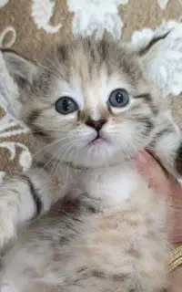 گربه بریتیش