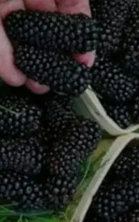 توت شیرین و خوشمزه