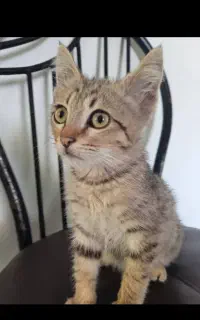 واگذاری بچه گربه زیبا
