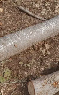 خرید چوب صنوبر