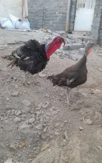 بوقلمون‌نروماده