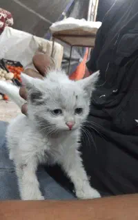 گربه