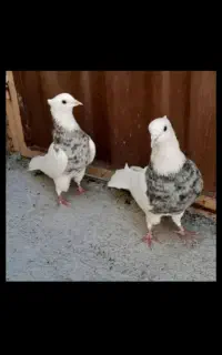 زل کفتر