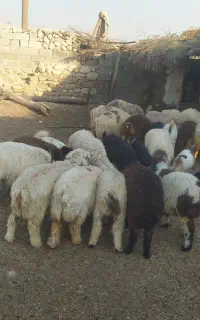 میش
