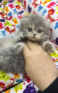 گربه اسکاتیش