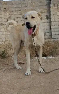 سگ عراقی و سرابی