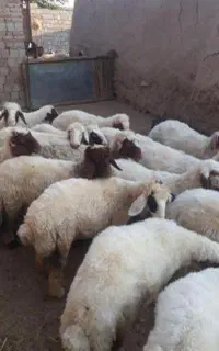 سلاخ سلاخی قصاب ذبح گوسفند دام زنده