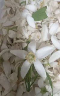 ست شاهنشین