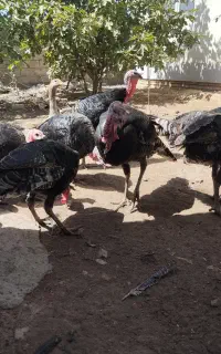 بوقلمون نر و ماده با دو تا غاز