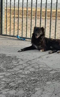 سگ نر قدرجونی نگهبان