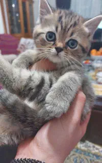 فروش گربه های بریتیش و اسکاتیش