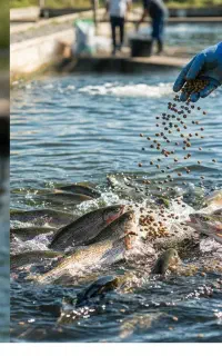 غذای قزل‌آلا بیضا /تضمین کیفیت، قیمت مناسب،رشدسریع
