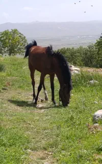 کره نریان 21 ماهه