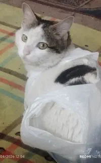 فروش گربه پنبه