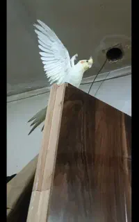 عروس هلندی ماده رام رام