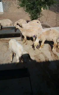 شش عددکاورنرمخصوص پروار