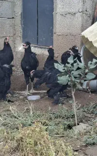 جوجه مرندی ۳ ماهه باکیفیت  واکسن خورده