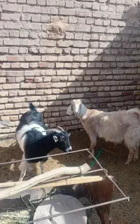 سه عددبز وکره