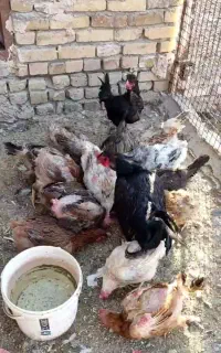 مرغ خانگی