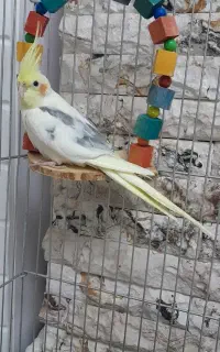 عروس‌هلندی