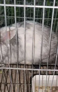 خرگوش