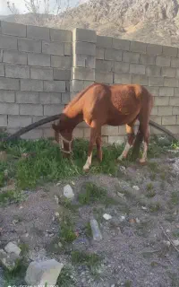 مادیان
