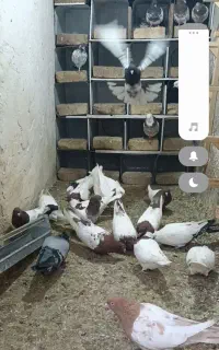 کبوتر طوقی کله ای