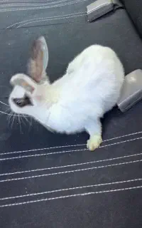 بچه خرگوش