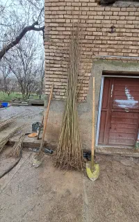 صنوبر نیگرا اصلاح شده با تاییدیه منابع طبیعی