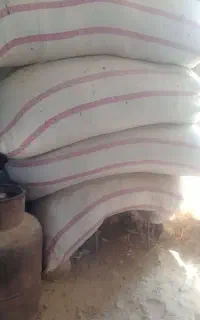 کاه گندم