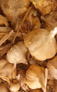 سیر بذری